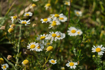 Chamomile flower field Camomile in the nature Field of camomiles at sunny day at nature daisy flowers in summer day field wide background in sun light