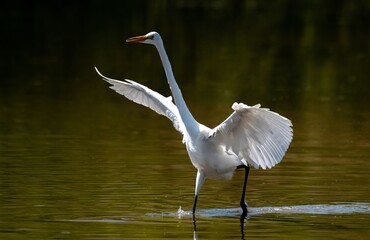 Great egret appearing big with wings out over the water in Lake Perris