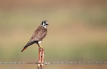 American kestrel female up close on a fence with blurred background