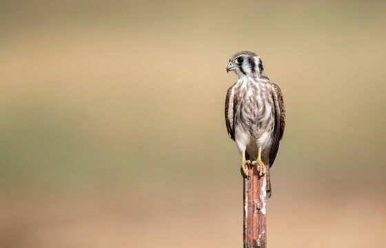 Female American Kestrel on a fence post near Lake Perris
