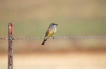 A Kingbird perched on a fence