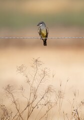 Kingbird perched on a fence above dried up plants looking like art work