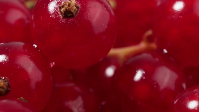 Ripe red currant on a light background. Red currant close up.