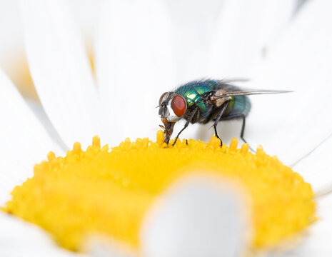 A macro, up-close shot of a common bottle fly enjoys pollen from a daisy in the bright summer sun. 