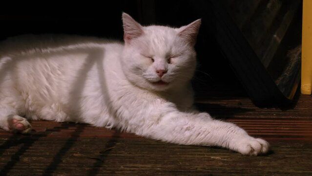 White cat sleeps in the shade