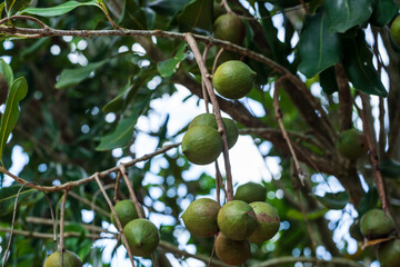 Raw of Macadamia integrifolia or Macadamia nut hanging on plant.