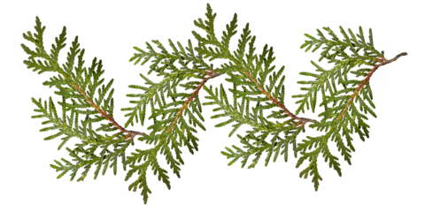 Green thuja branches isolated on transparent background. Composition of thuja branches to create a plant pattern or decoration. 