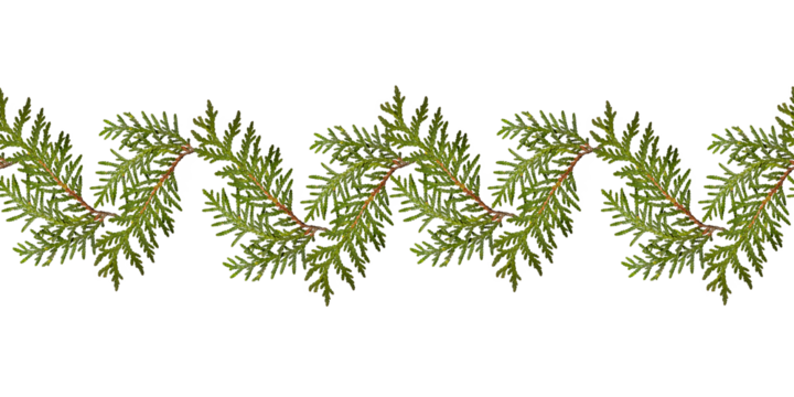 Seamless pattern of green thuja branches.