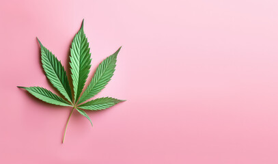 Fototapeta na wymiar Top view of a single cannabis leaf lying on a flat pastel surface. A cannabis leaf lying on a pink background with copy space. 
