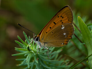 butterfly on a flower