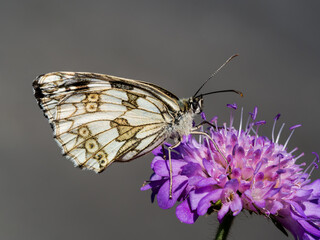 butterfly on flower