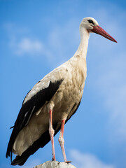 white stork ciconia