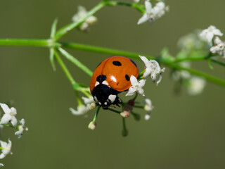 ladybird on a leaf © Magorzata