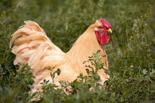 Buff Wyandotte Chicken with a bright red comb on a farm in Kansas, USA; Lindsborg, Kansas, United States of America