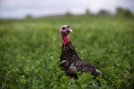 Bronze Turkey at a farm in Kansas, USA; Lindsborg, Kansas, United States of America