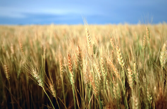 Winter wheat in a farm field; Linn, Kansas, United States of America