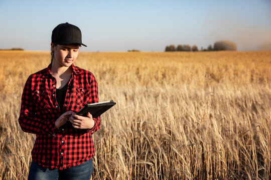Portrait of a young farm woman standing in a mixed crop field of barley and oats at harvest time, using sophisticated agricultural software technologies on a pad; Alcomdale, Alberta, Canada