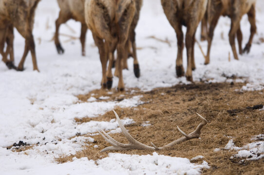 View of Elk (Cervus canadensis) legs walking in snow, with shed antlers lying on the ground in the foreground; Burwell, Nebraska, United States of America