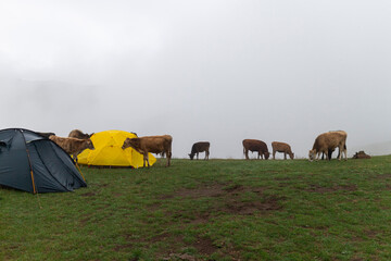Cows graze near tent in mountains - 627382111