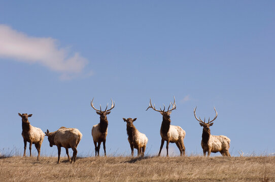 Penned Elk standing in a row on the horizon against a blue sky; Comstock, Nebraska, United States of America