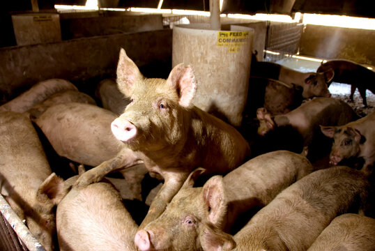 Pigs (Sus domesticus) at a hog farm; Greenleaf, Kansas, United States of America