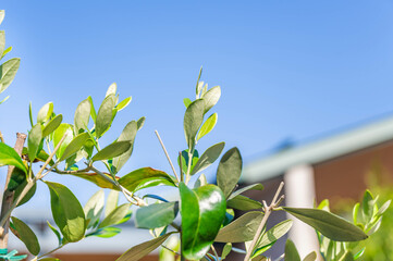 夏空とオリーブの葉