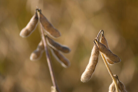 Close-up of Soybeans (Glycine max) on a plant; Grand Island, Nebraska, United States of America