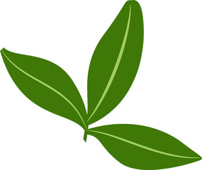 Green leaf for decoration and design.