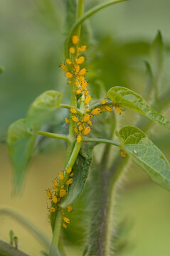 Aphids on a tomato plant; Elkhorn, Nebraska, United States of America