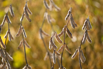 Soybean (Glycine max) crop in sunlight; Grand Island, Nebraska, United States of America
