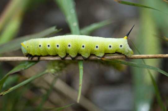 Snowberry Clearwing (Hemaris diffinis) larvae on a branch; Denton, Nebraska, United States of America