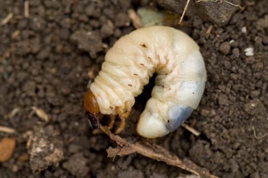 Close-up of a Grub worm in the dirt; Lincoln, Nebraska, United States of America