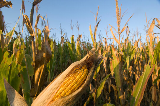 Cornfield at harvest time; Bennet, Nebraska, United States of America