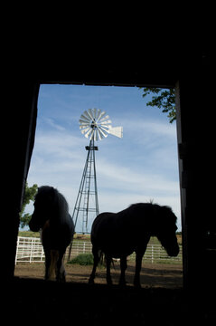 Ponies in silhouette in a barn; Greenleaf, Kansas, United States of America