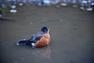 American Robin