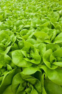 Close-up of vegetable greens growing in a hydroponic nursery; Stanley, Falkland Islands