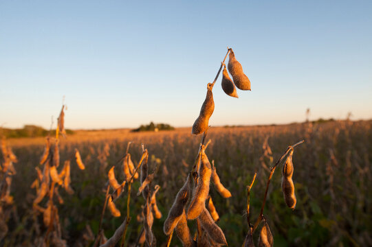 Close-up of Soybeans (Glycine max) in a field with warm sunlight and a blue sky; Cortland, Nebraska, United States of America