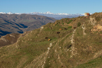 Mountain hut and cows in Dagestan - 627385971