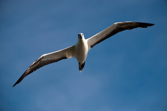 White morph of the Red-footed booby(Sula sula) flies in a blue sky over San Cristobal Island in Galapagos Islands National Park; San Cristobal Island, Galapagos Islands, Ecuador