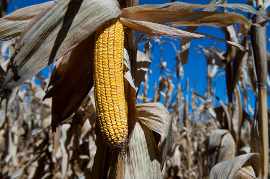 Close up of a dried ear of corn in the middle of a field in Nebraska, USA; Valparaiso, Nebraska, United States of America