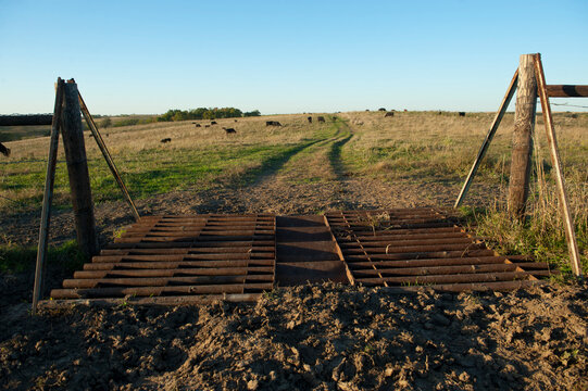 Cattle gate on a farm with livestock grazing in the distance; Valparaiso, Nebraska, United States of America