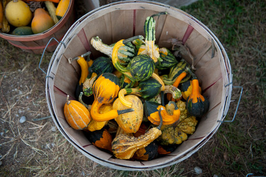 Assorted varieties of gourds in a bucket; Lincoln, Nebraska, United States of America
