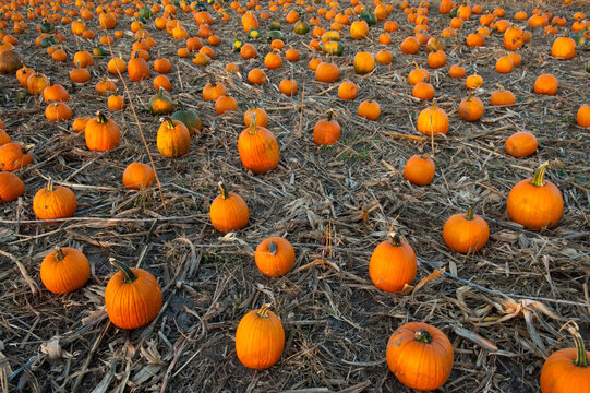 Pumpkins are scattered about as Halloween nears; Lincoln, Nebraska, United States of America