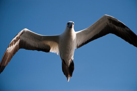 White morph of the Red-footed booby(Sula sula) flies in a blue sky over San Cristobal Island in Galapagos Islands National Park; San Cristobal Island, Galapagos Islands, Ecuador