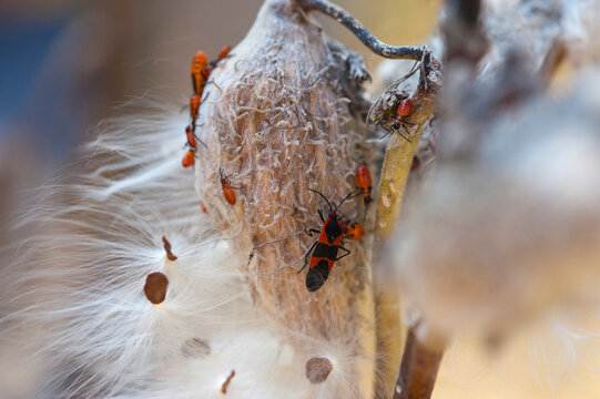 Large Milkweed Beetles (Oncopeltus fasciatus) on milkweed plants at at Ryerson Woods in Deerfield, Illinois, USA; Deerfield, Illinois, United States of America