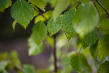 Liście brzozy z kroplami deszczu. 