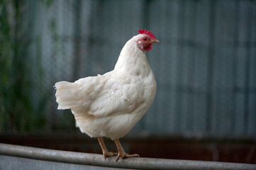 Chicken (Gallus gallus domesticus) perched on a metal rail at the Raptor Recovery Center in Nebraska, USA; Murdock, Nebraska, United States of America