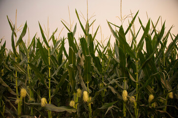 Non-irrigated corn field in sunset light near Bennet, Nebraska, USA; Bennet, Nebraska, United States of America