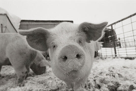 Portrait of a young pig with snow on its snout; Bennet, Nebraska, United States of America