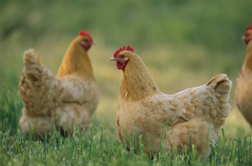 Buff Orpington hens in the barnyard; Glen Rose, Texas, United States of America